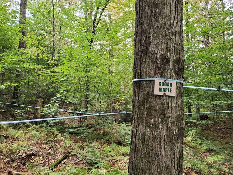 tap lines on trees
